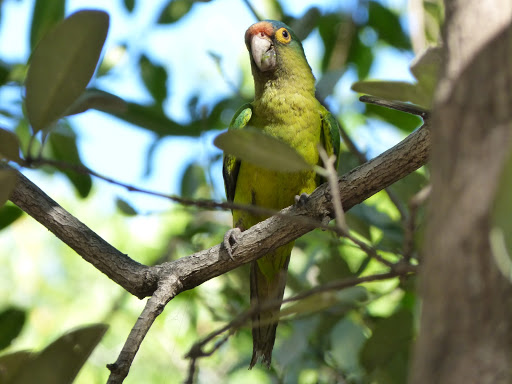 perroquet oiseau costa rica